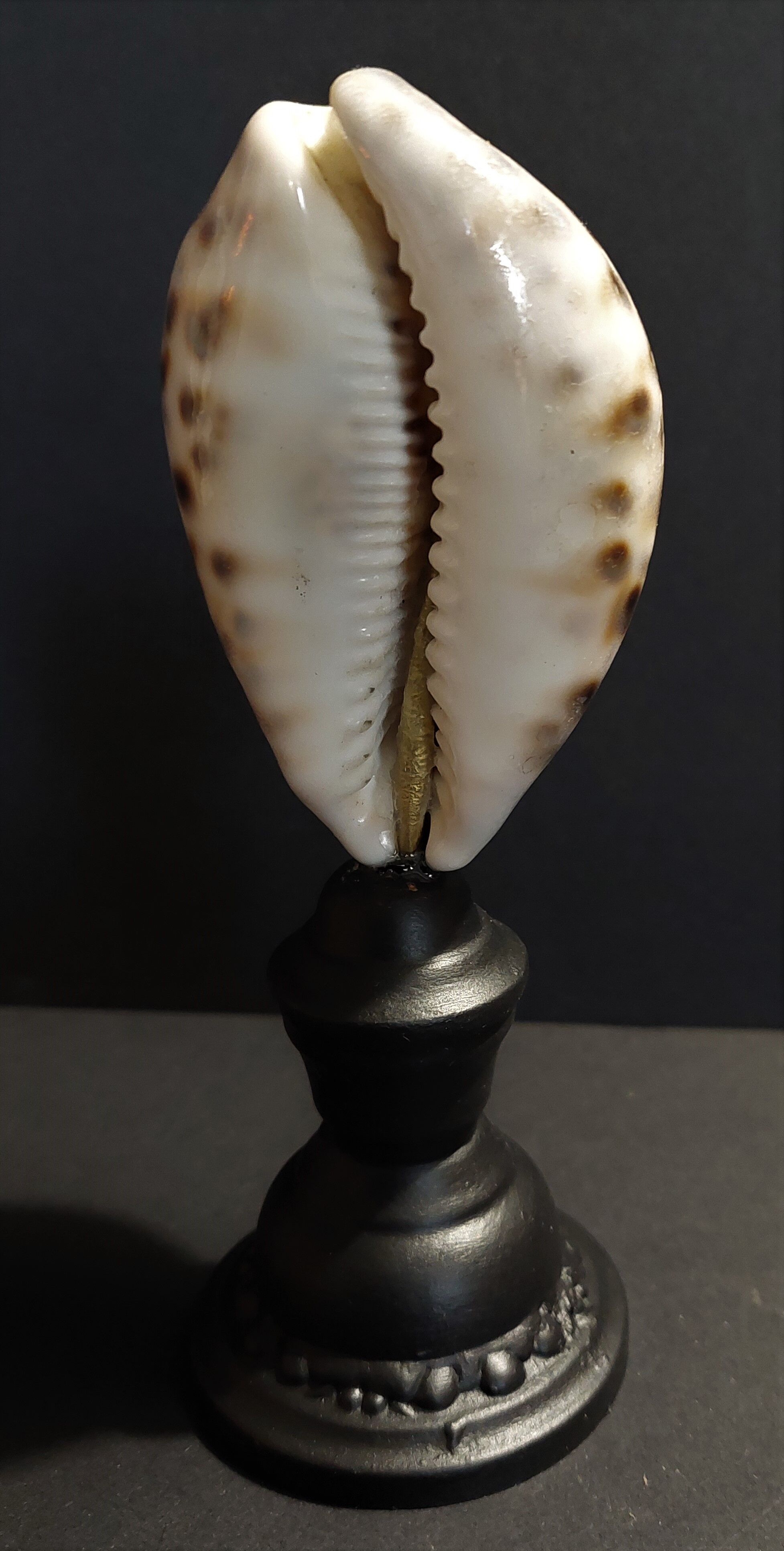 Cabinet of Curiosities shell cypraea tigris on base