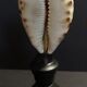 Cabinet of Curiosities shell cypraea tigris on base