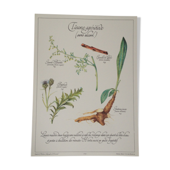 Affiche botanique tisane apéritive sans alcool