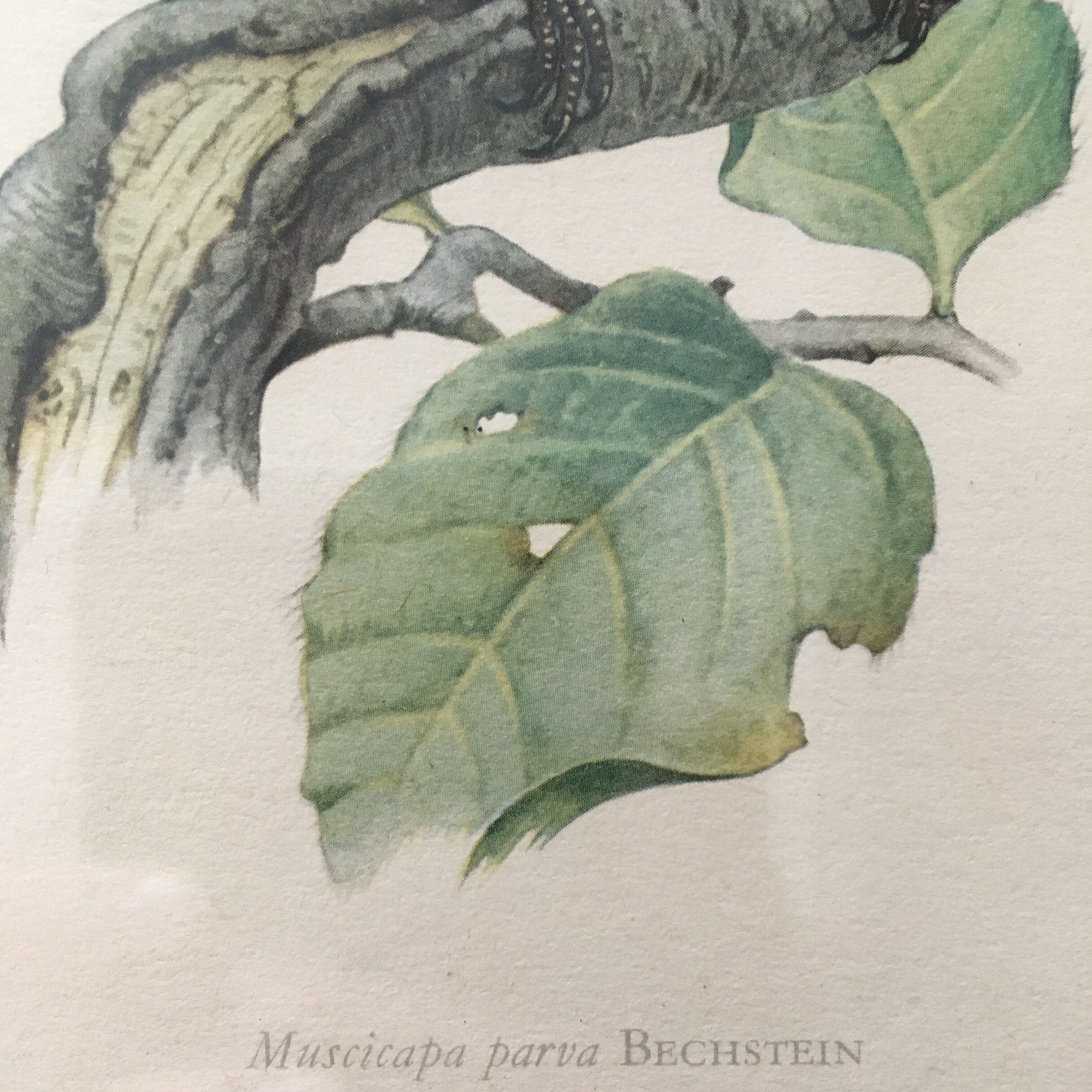 Illustration brass frame box