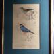 Bird engravings, bird illustration