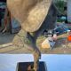 Bust woman