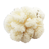 White coral branch