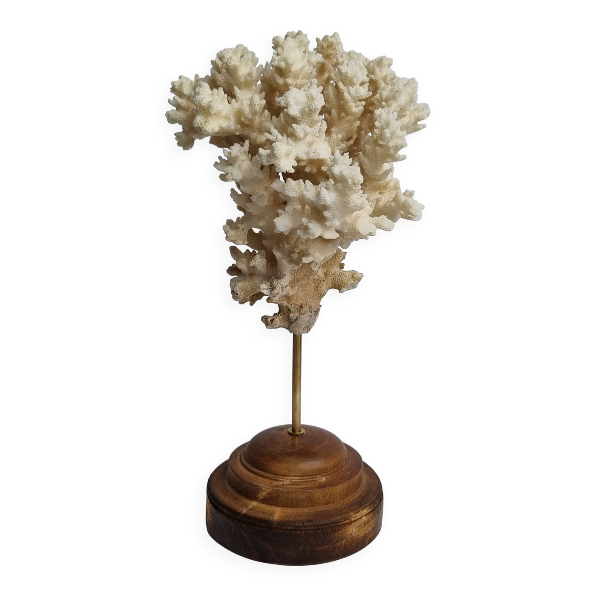 Antique ornamental coral Acropora on solid wood base, 21 cm