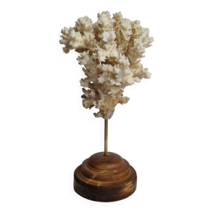 Ancien corail ornemental - socle bois