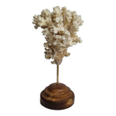 Antique ornamental coral Acropora on solid wood base, 21 cm