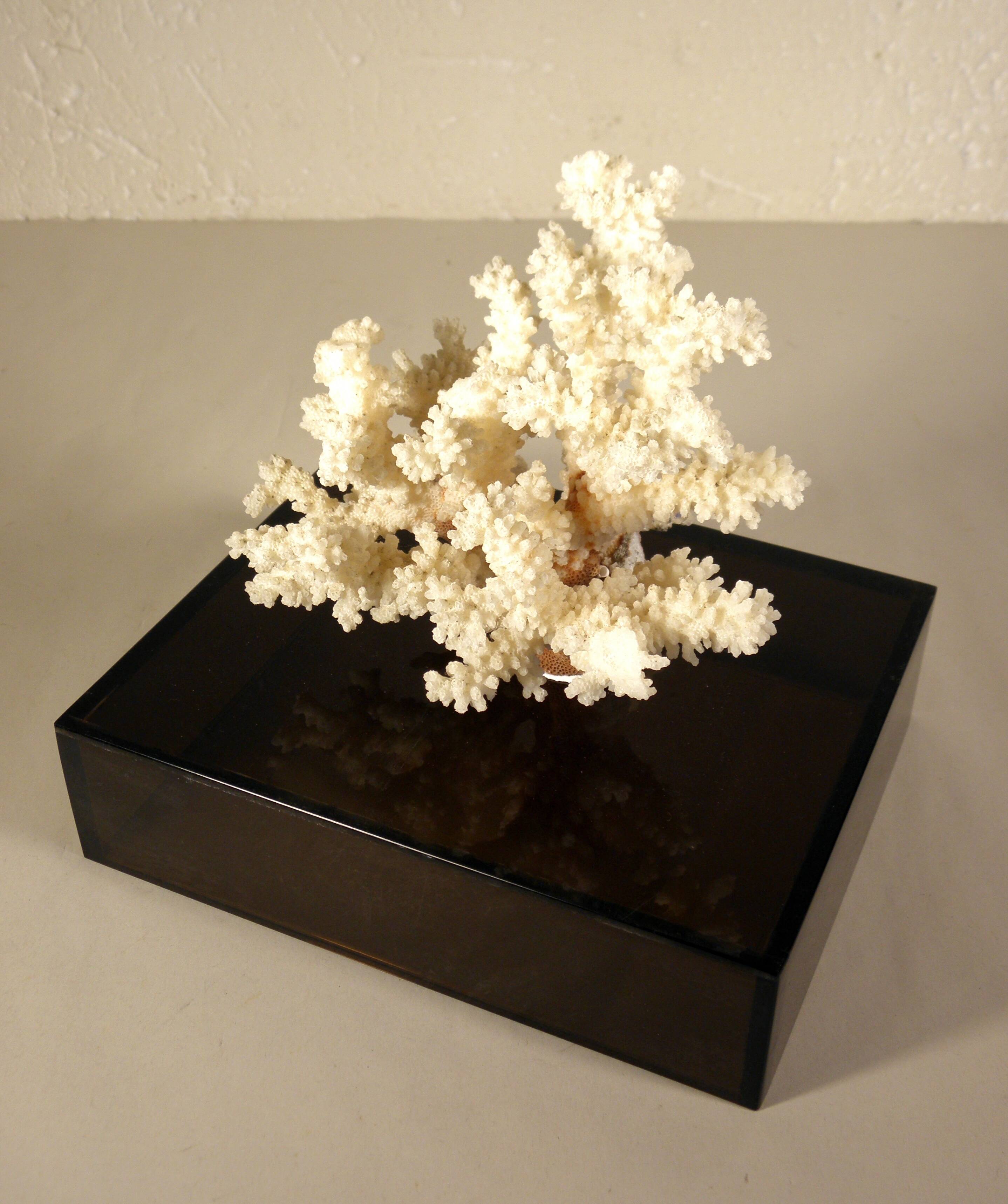 Coral on base