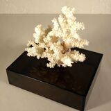 Coral on base