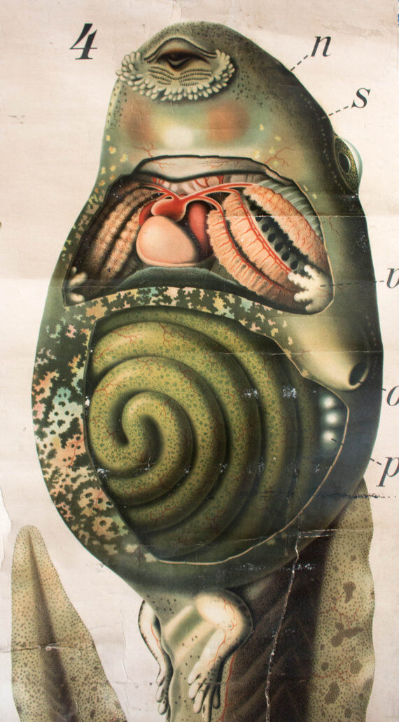 Displays the beginning of the 20th century vintage Paul Pfurtscheller Zoological Wall Graphic "tadpole" 1910