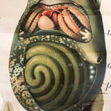 Affiche vintage du début du 20e siècle Paul Pfurtscheller zoologiques mur graphique "têtard" 1910