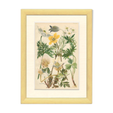 Botanical plate 1906: various anemones of the alps