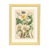 Botanical plate 1906: various anemones of the alps