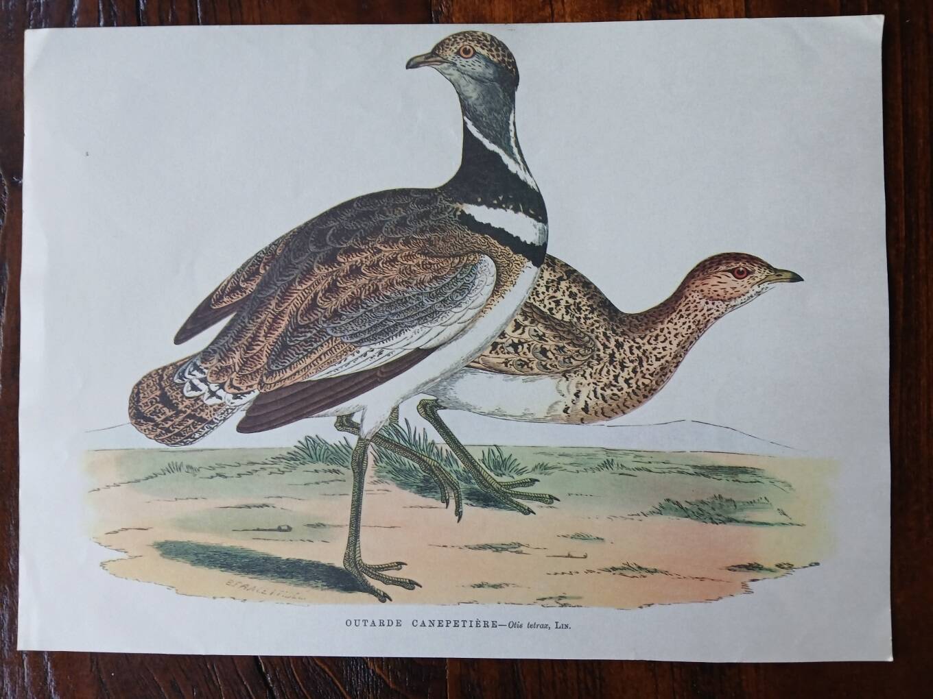 set of 3 zoological posters - birds and ducks