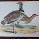 set of 3 zoological posters - birds and ducks