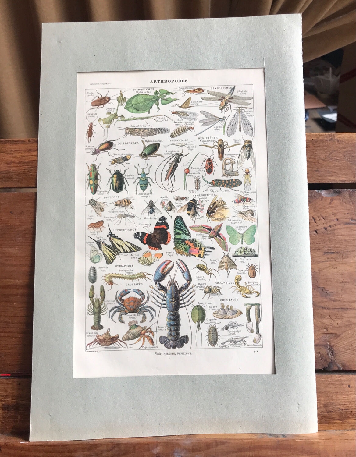 Original vintage plate on arthropods