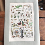 Planche originale vintage sur les arthropodes