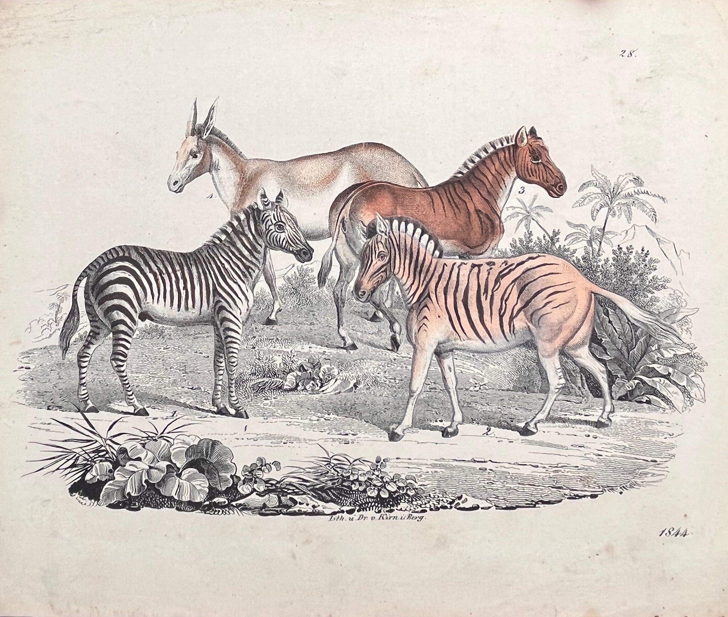 Poster (lithograph) zebras