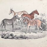 Poster (lithograph) zebras