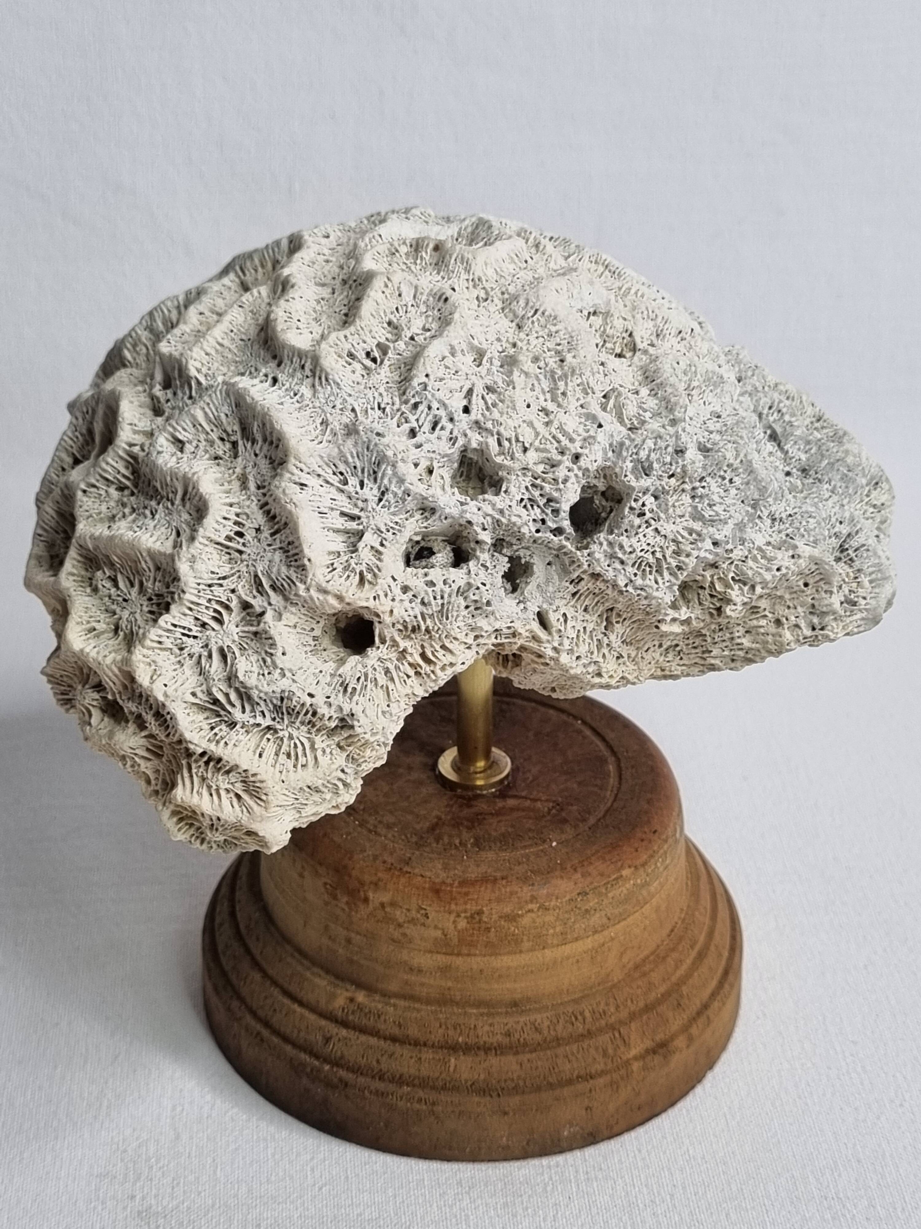 Ancien corail méandrique sur socle en bois tourné, 15 cm