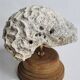 Ancien corail méandrique sur socle en bois tourné, 15 cm