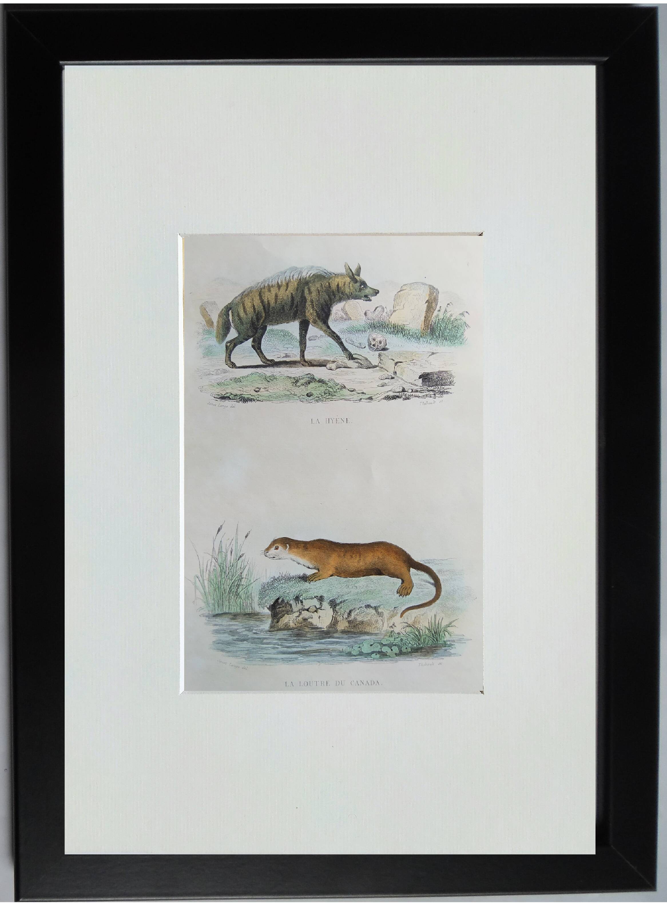 Original Zoological Plate " Hyena & Otter of Canada - Buffon 1940