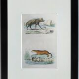 Original Zoological Plate " Hyena & Otter of Canada - Buffon 1940
