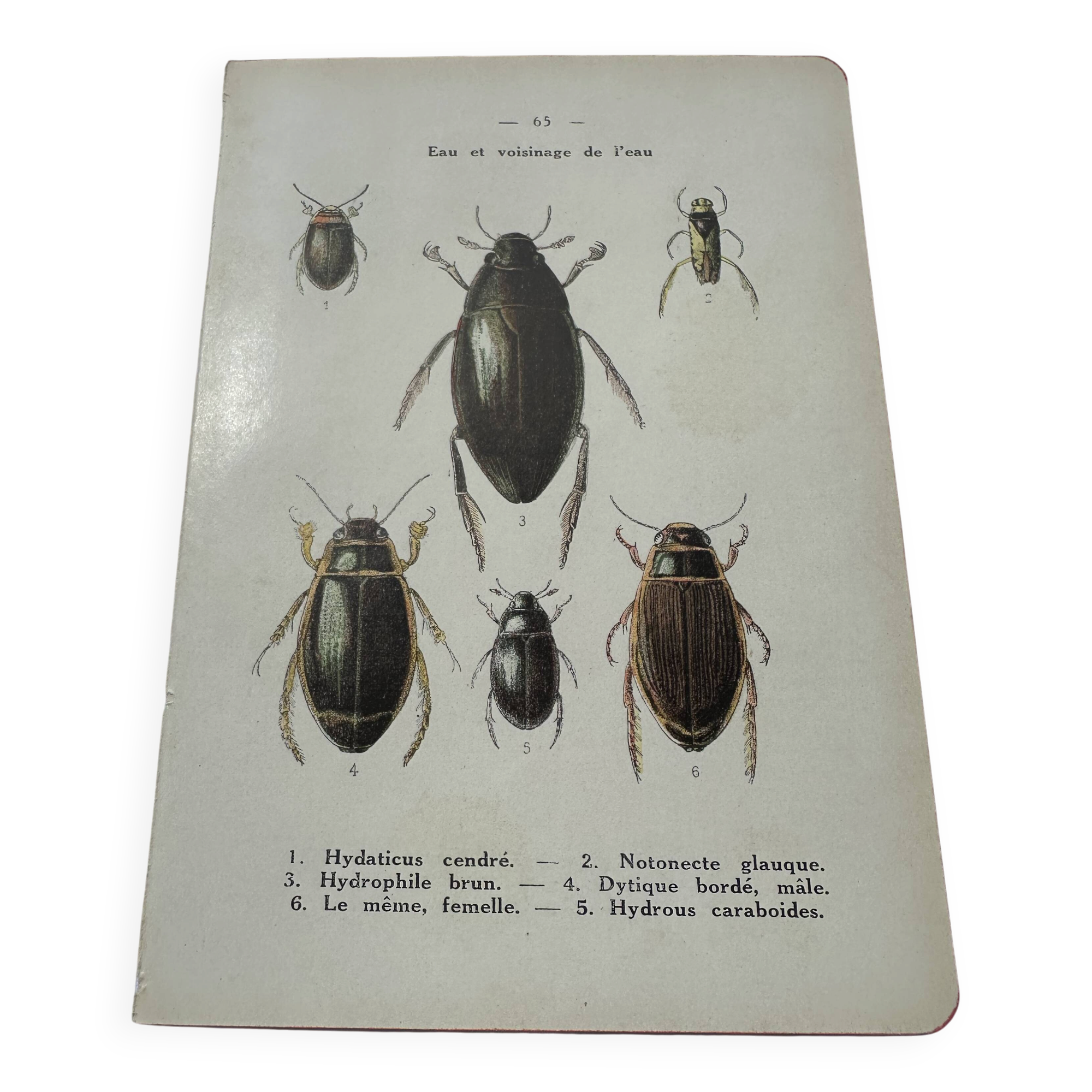 Botanical engraving old naturalist plate France