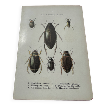 Gravure botanique planche naturaliste ancienne France