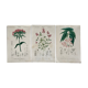 Planches botaniques de fleurs roses, XIXème