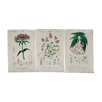 B3 botanical boards of pink flowers, 19th