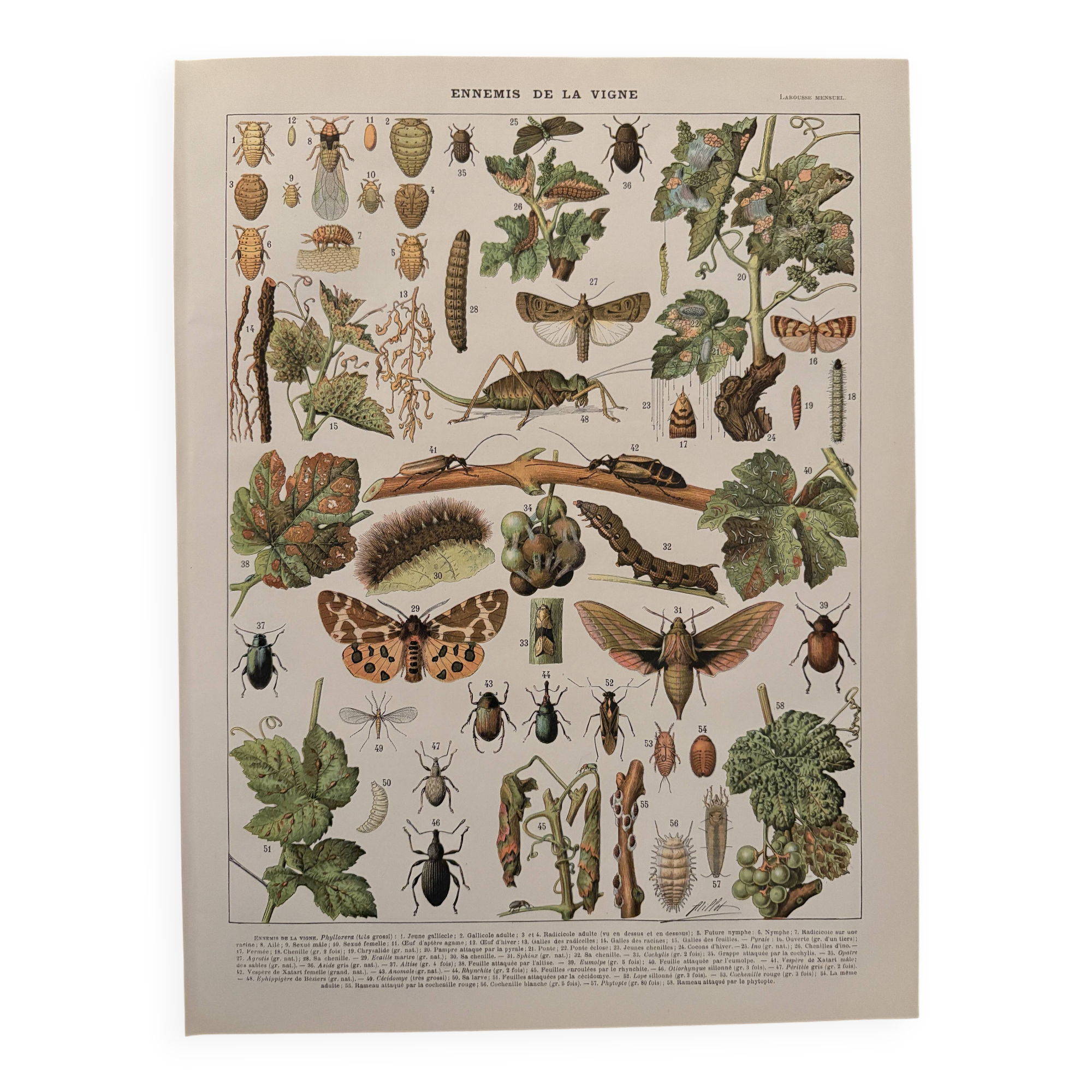 Vintage illustrated plate on insects that are enemies of the vine – 1910