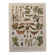 Vintage illustrated plate on insects that are enemies of the vine – 1910