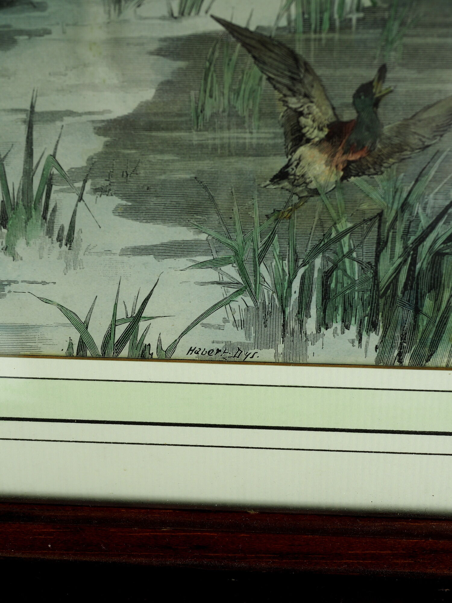 Flight of ducks, marshes and tetard willows - chromolithography Jules Habert-Dys - 1880