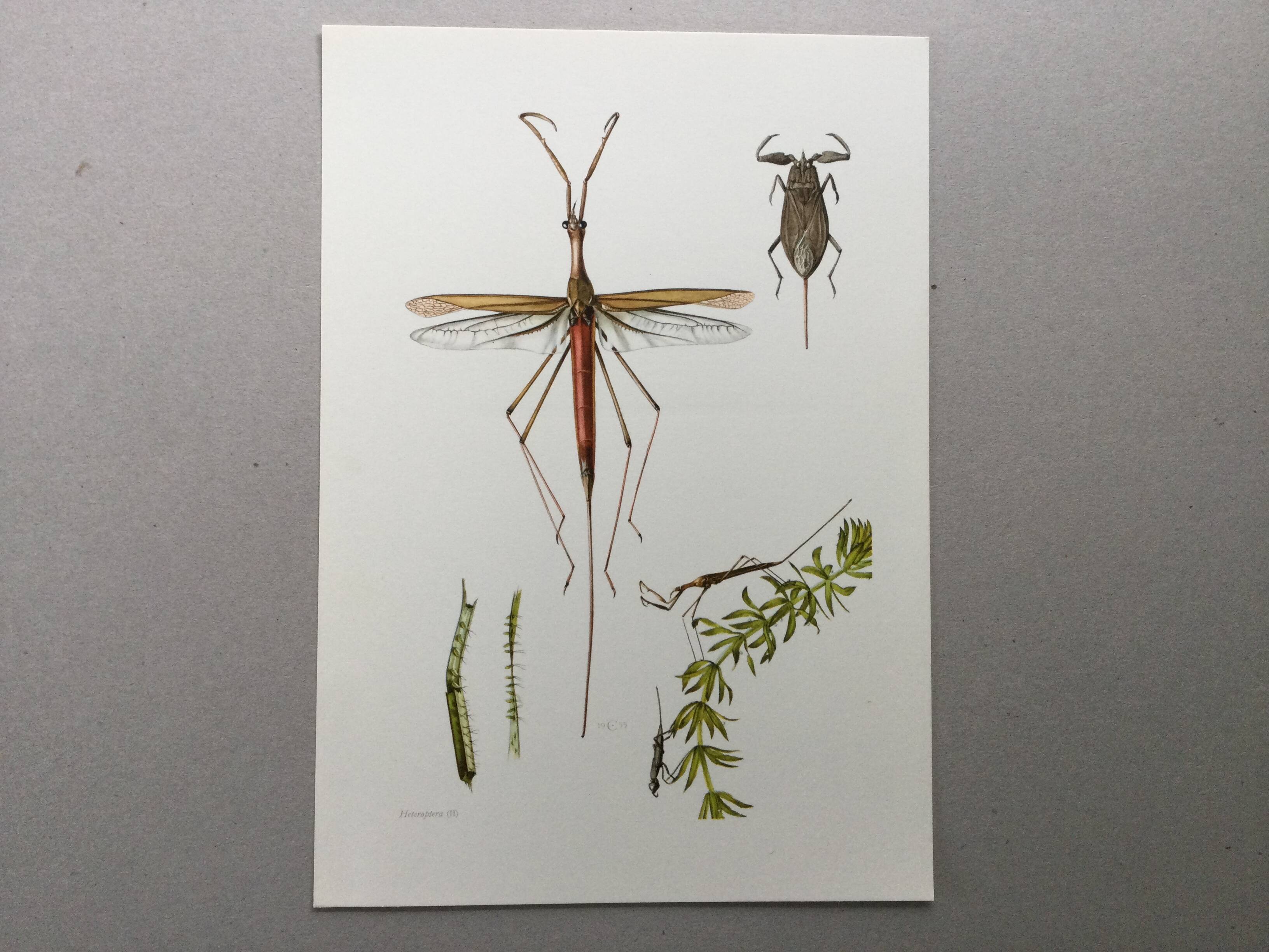 Vintage insect print. Original plate 1969.