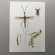 Vintage insect print. Original plate 1969.
