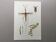 Impression vintage insectes. Planche originale 1969.