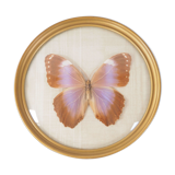 Butterfly frame