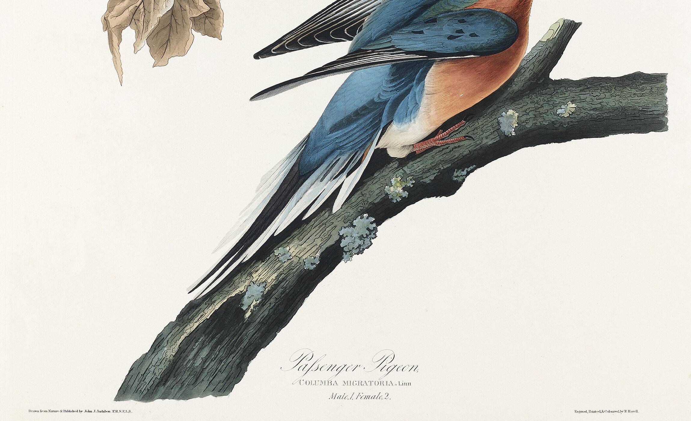 Poster about the Tourte voyageuse, based on an old engraving from 1827.