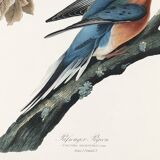 Poster about the Tourte voyageuse, based on an old engraving from 1827.