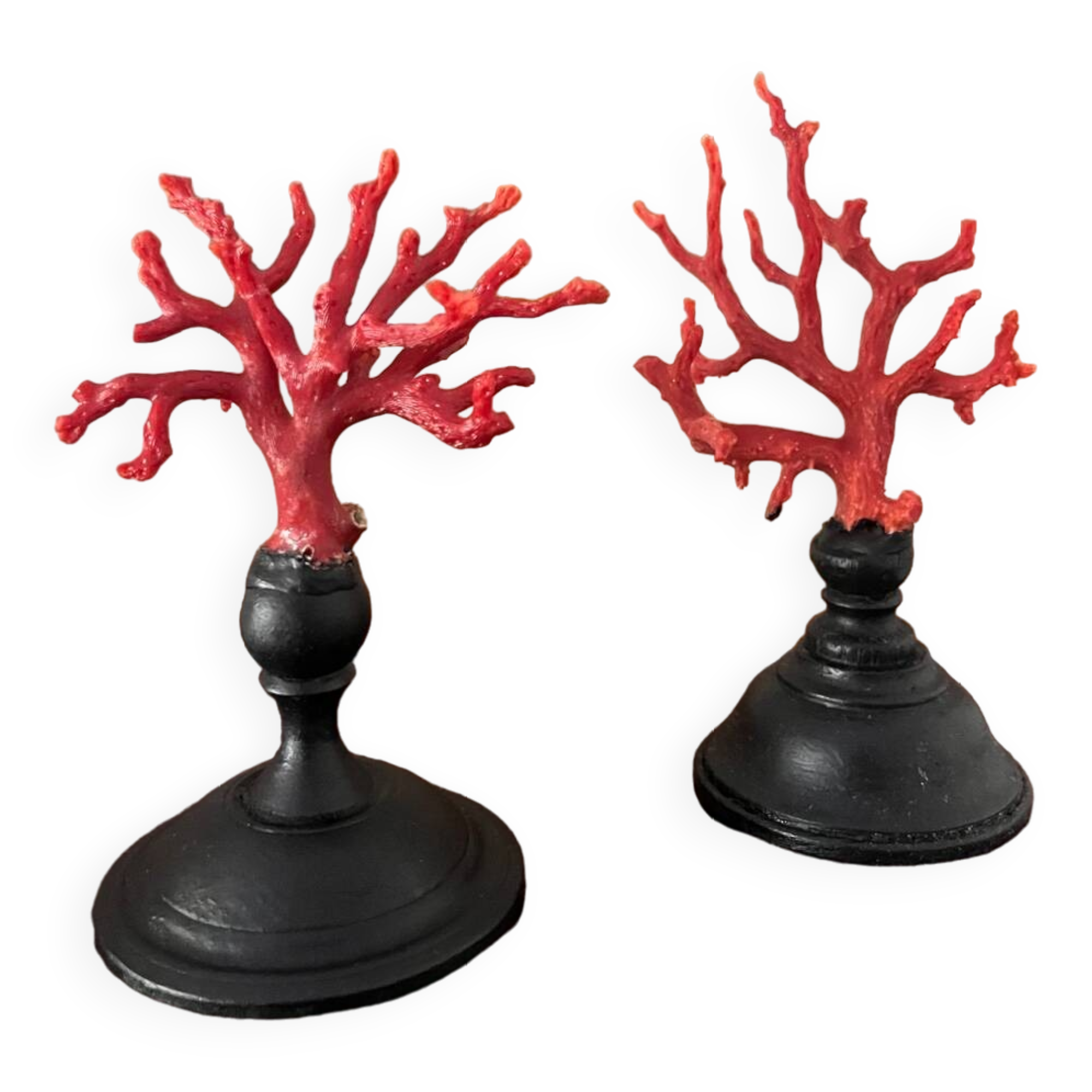 Corail Rouge Naturel De 4.67 Carats Avec Certificat GGL – Pierre Capsule Opaque, Origine Atlantique