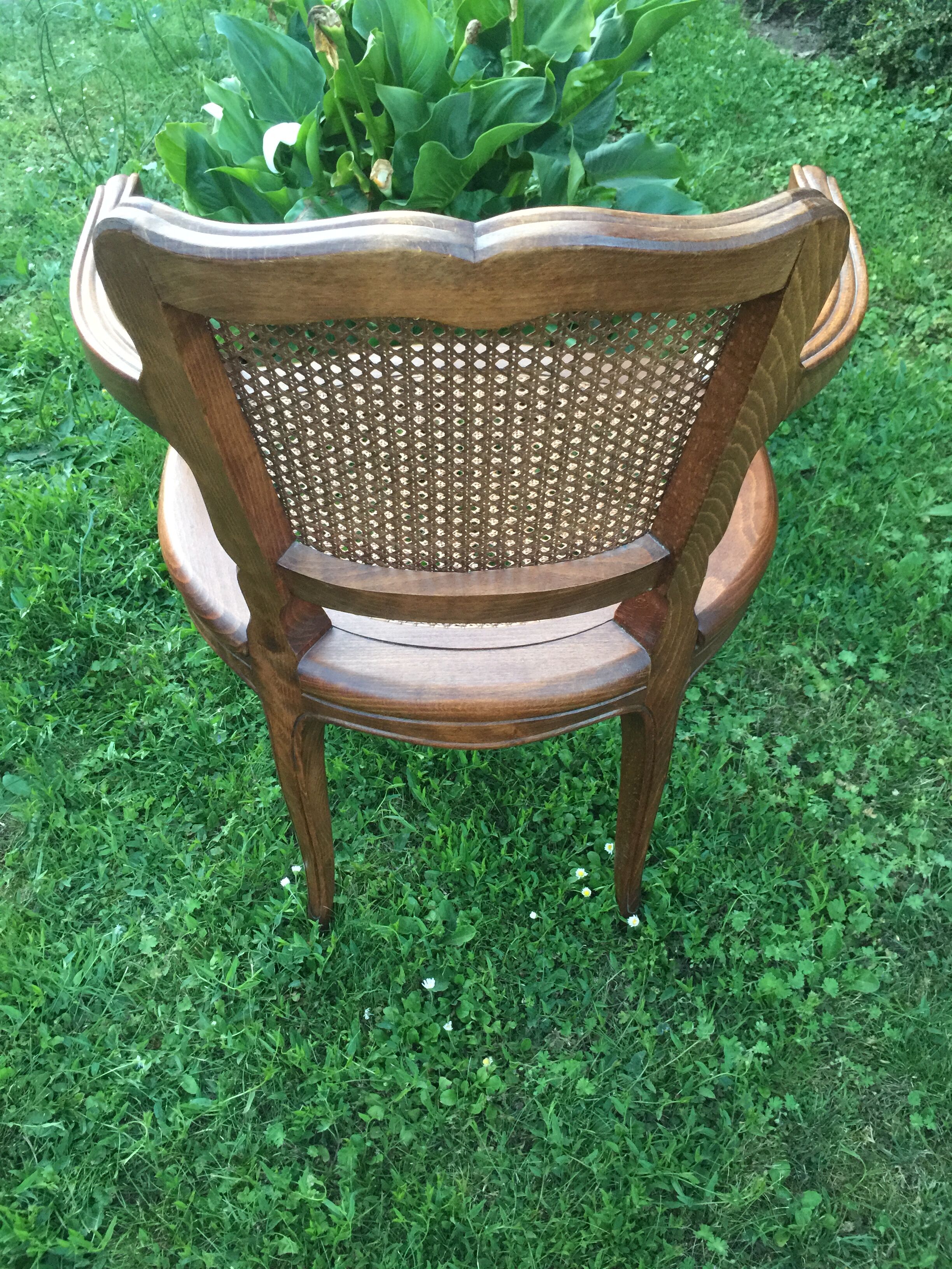 Canine Louis XV style office armchair