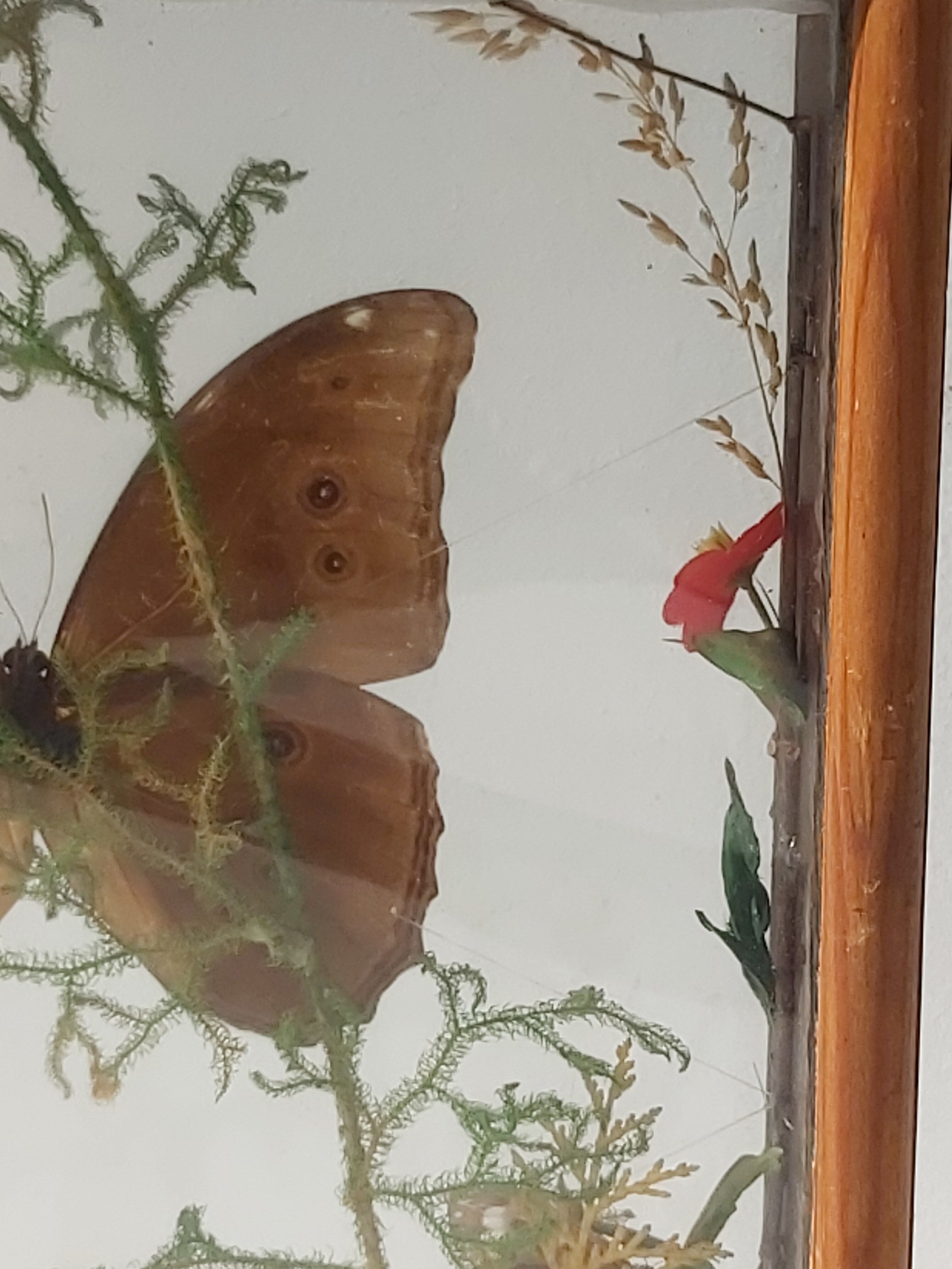 Box composition butterfly wood and glass