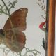 Box composition butterfly wood and glass
