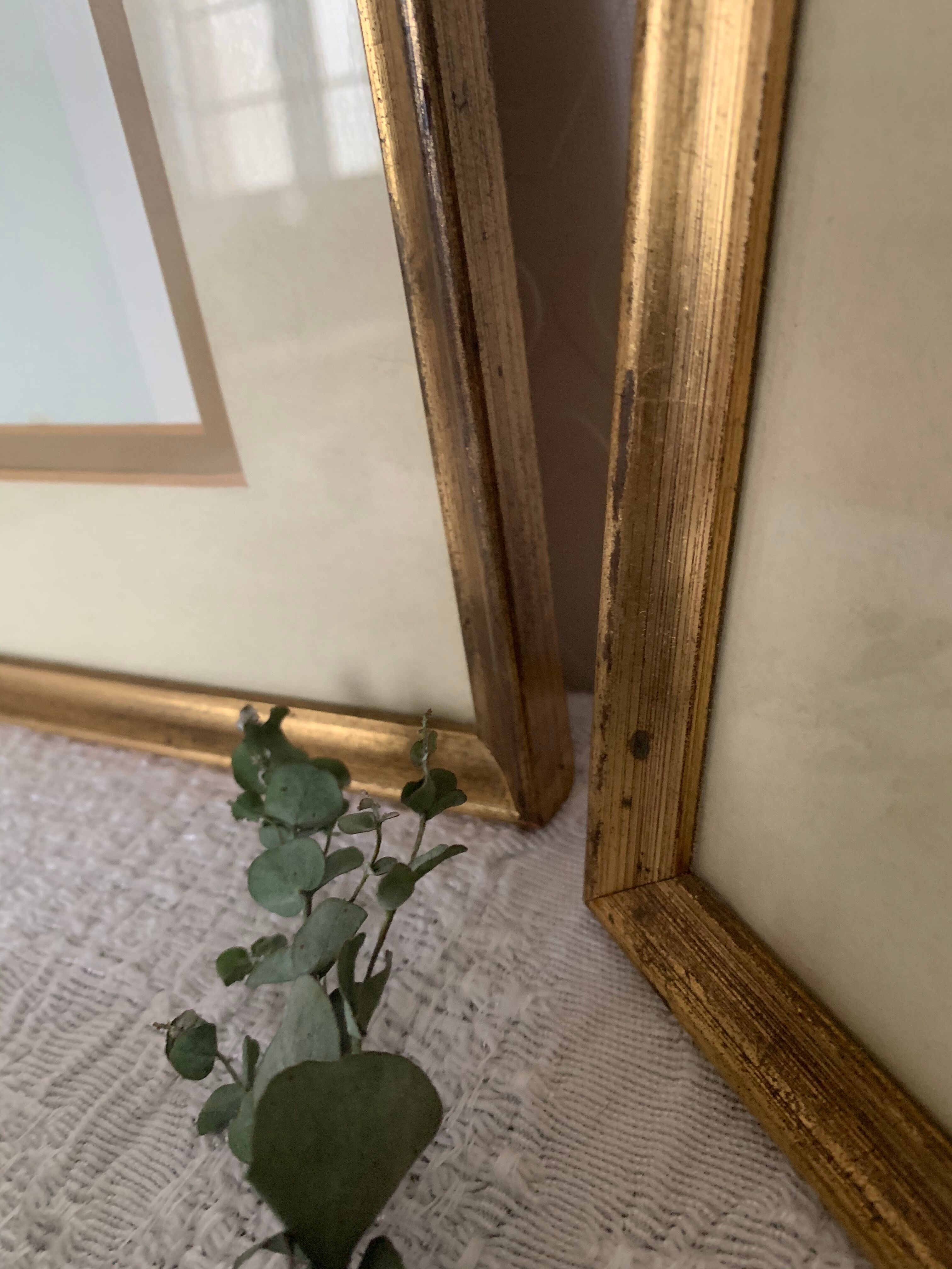 2 old John Gould illustrations