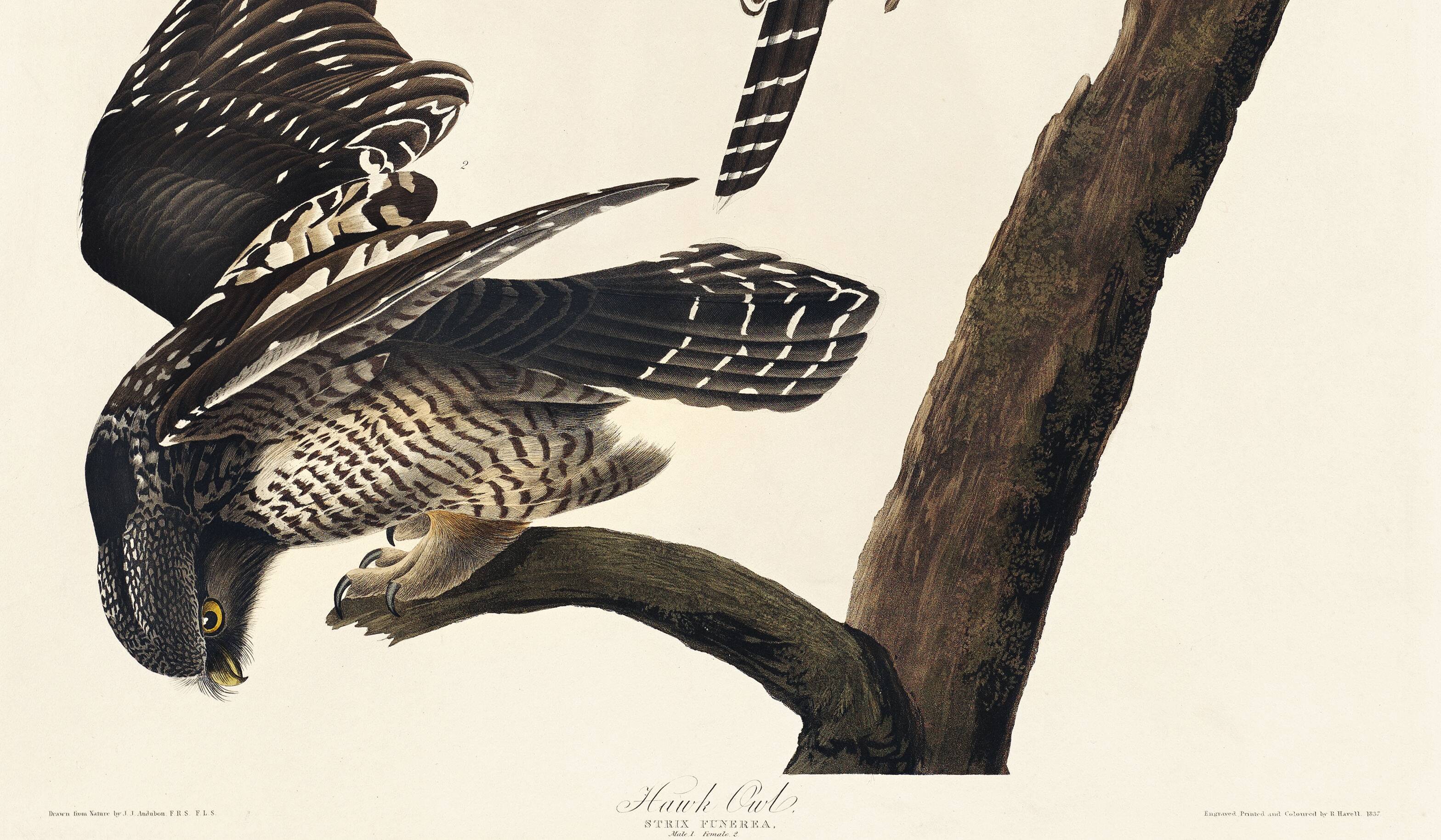 Poster about the Hawk Owl, based on an old engraving from 1827.
