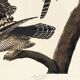 Poster about the Hawk Owl, based on an old engraving from 1827.