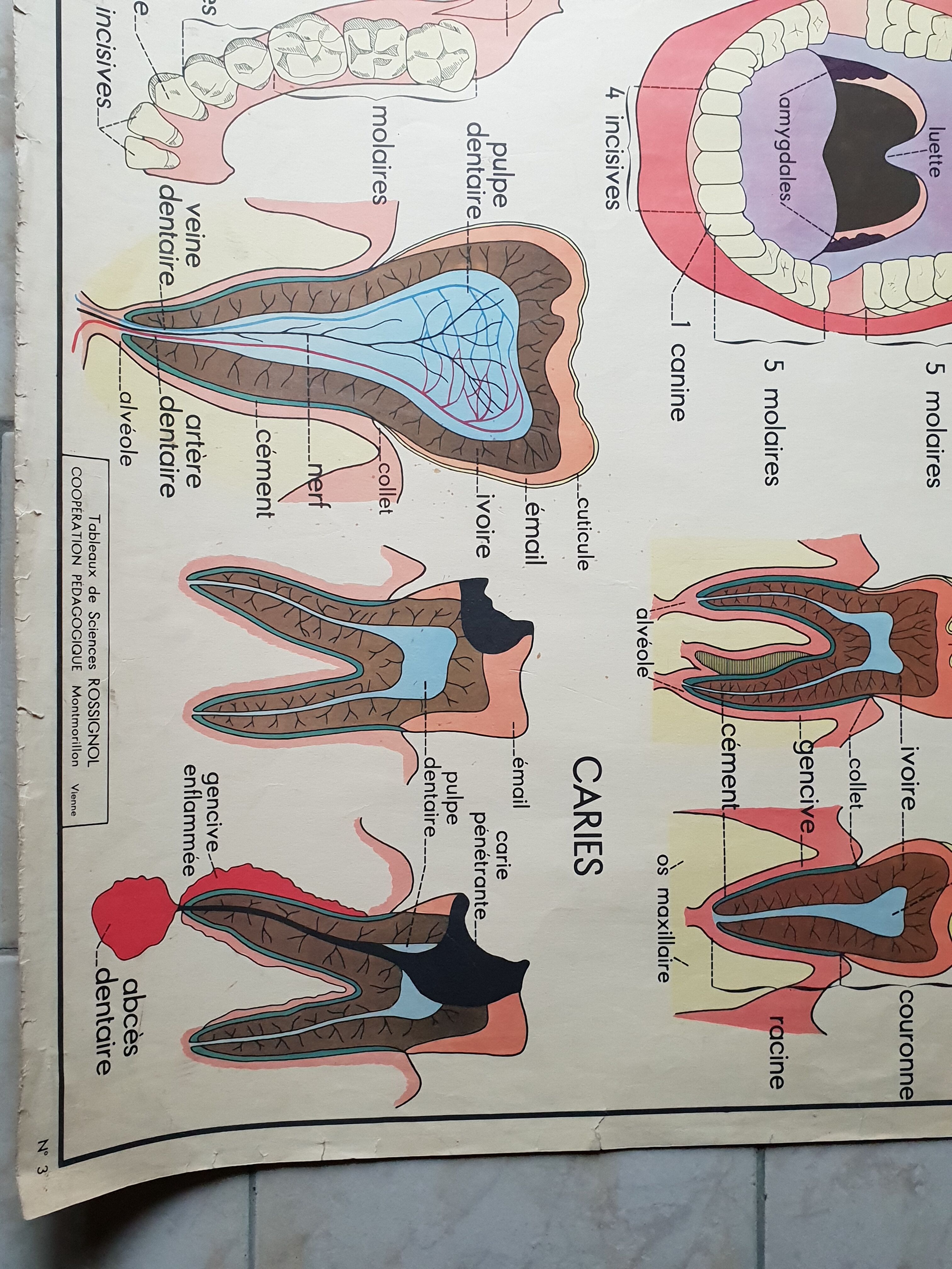 School poster Nightingale N ° 3 the teeth N ° 4 the Digestion