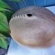 Vintage sandstone vase, in the shape of a rugby ball, signed