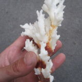 White coral branch
