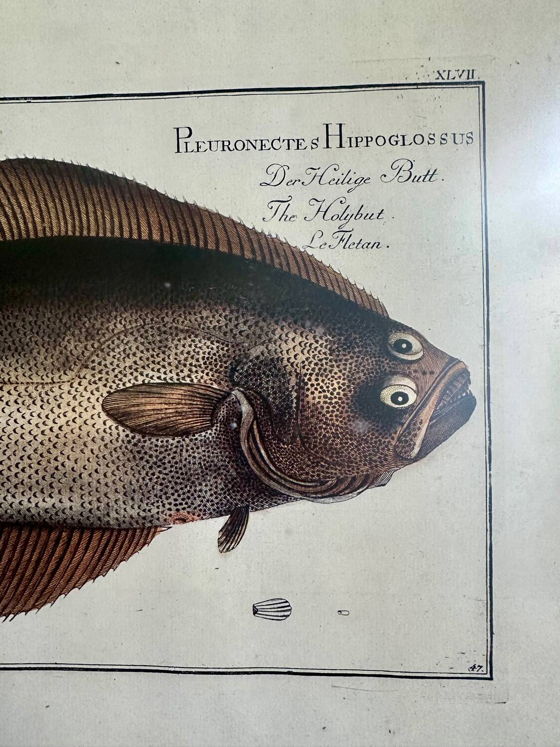 Ancienne lithographie Morubel , le flétan